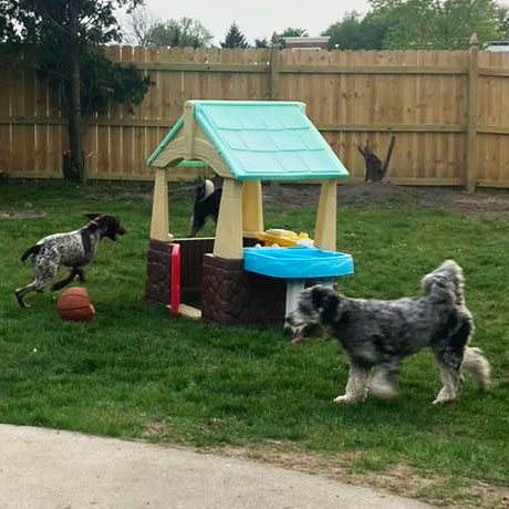 outdoor playhouse at dog daycare in Hamburg NY