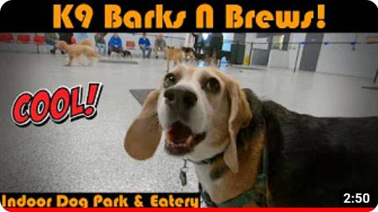 Visit K9 Barks N’ Brews with Beast the Beagle