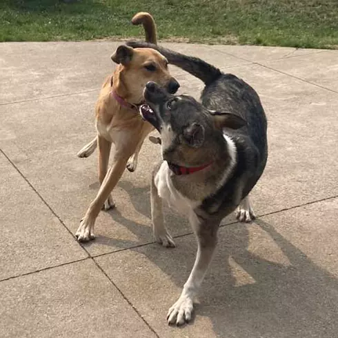 doggie-play