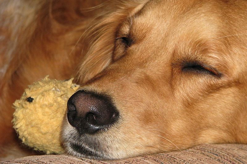 golden-retriever-sleep-800 sleeping dog
